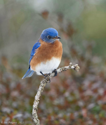 Eastern Bluebird (male)