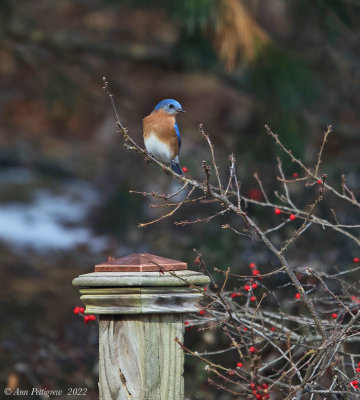 Eastern Bluebird (male)