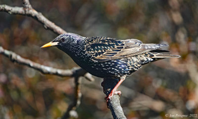 European Starling