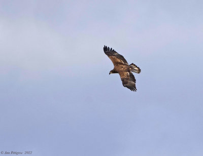 Bald Eagle - subadult