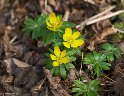 Winter Aconite