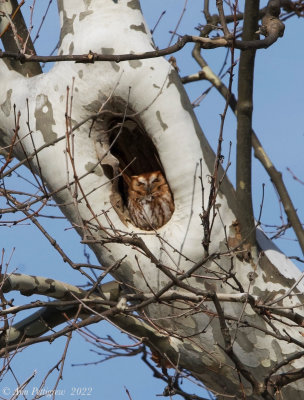 Eastern Screech-Owl