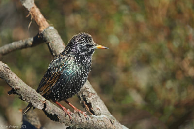 European Starling