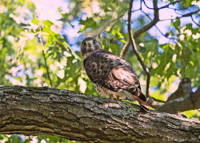 Red-tailed Hawk
