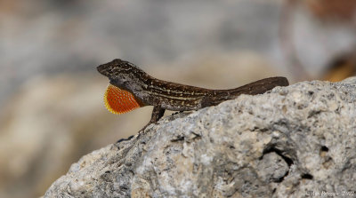 Brown Anole