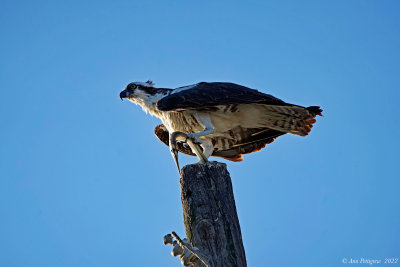 Osprey with Needlefish