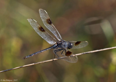 Four-spotted Pennant - male