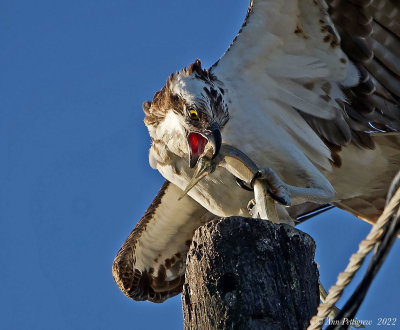 Osprey with Needlefish