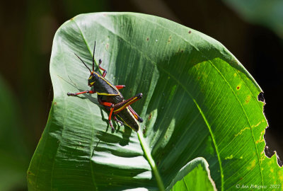 Eastern Lubber Grasshopper