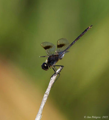 Four-spotted Pennant - male