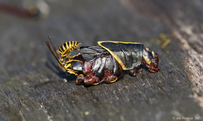 Yellowjacket Feeding on an Eastern Lubber Grasshopper