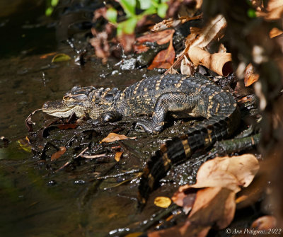 Young American Alligator