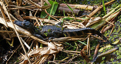 Young American Alligator