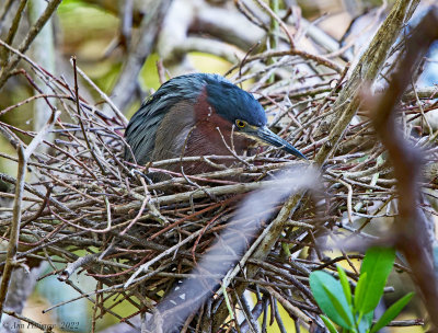 Green Heron on Nest