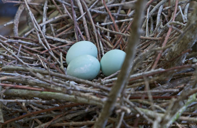 Green Heron Eggs
