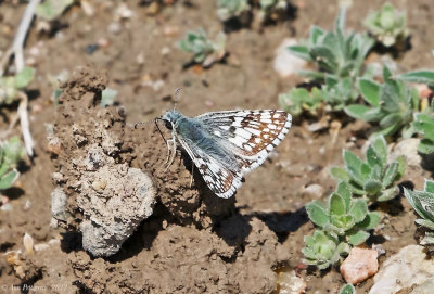 Common Checkered-Skipper