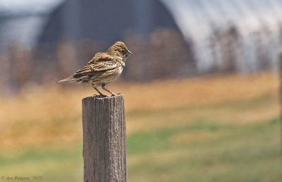 Vesper Sparrow