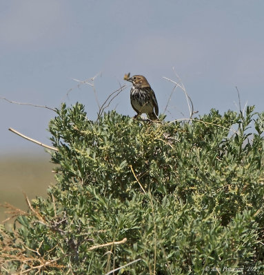 Vesper Sparrow