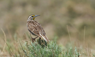 Western Meadowlark 