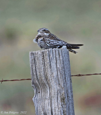 Common Nighthawk