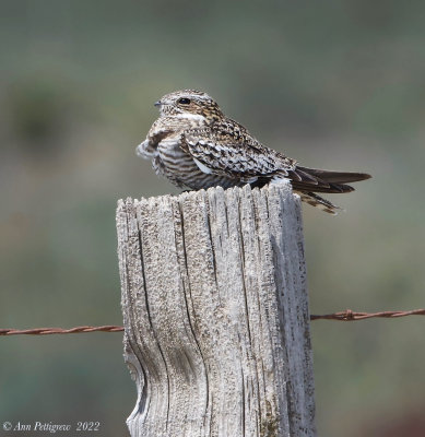 Common Nighthawk