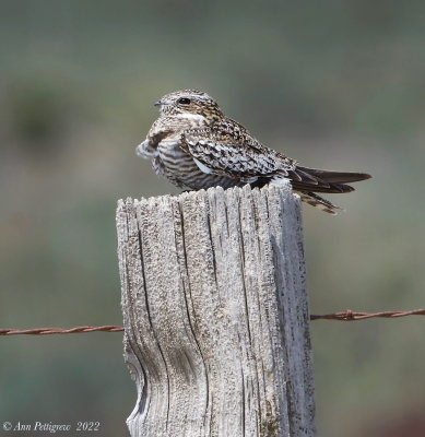 Common Nighthawk