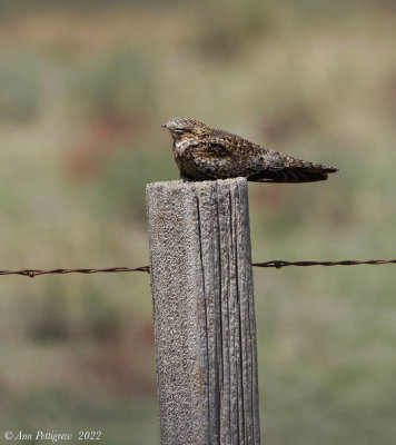 Common Nighthawk