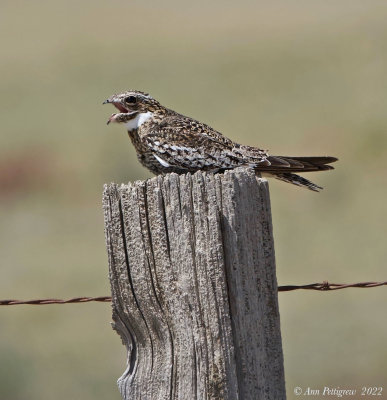 Nightjars, Nighthawks, and Swifts