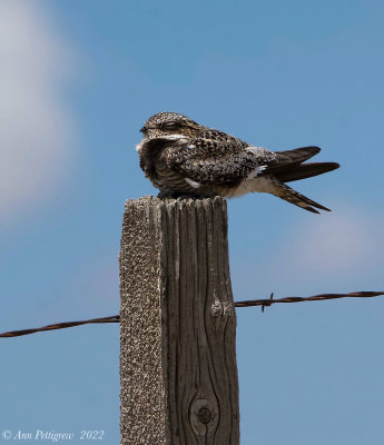 Common Nighthawk