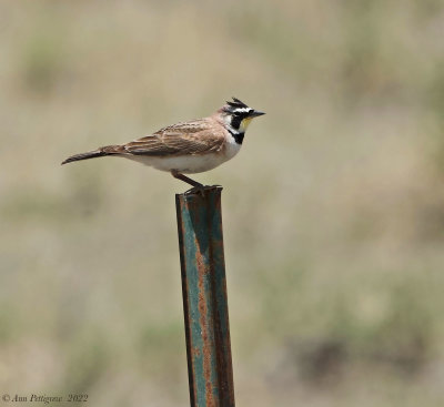 Horned Lark