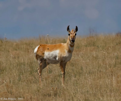 Pronghorn