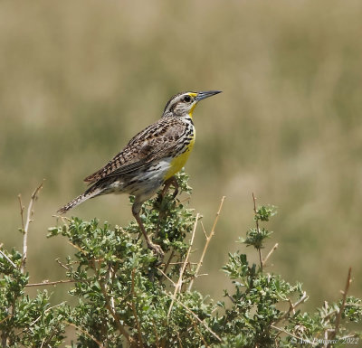 Western Meadowlark 
