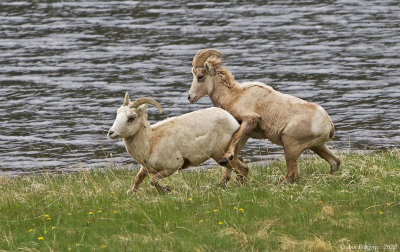 Bighorn Ram and Ewe