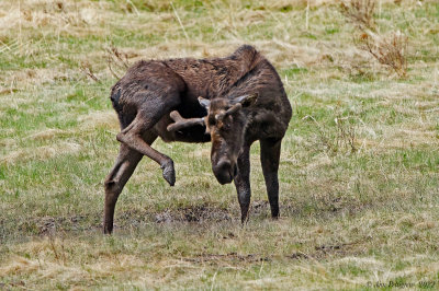 Bull Moose