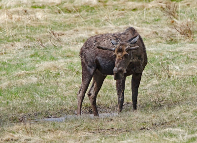 Bull Moose