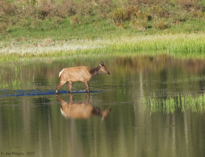 Elk Cow in Morning Light