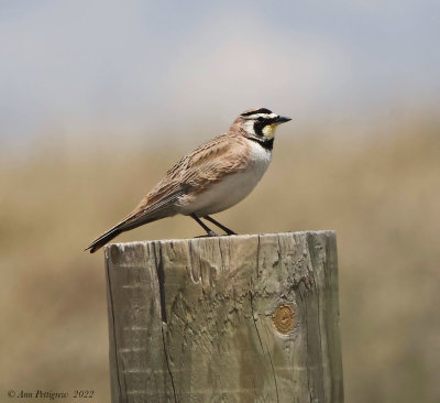 Horned Lark