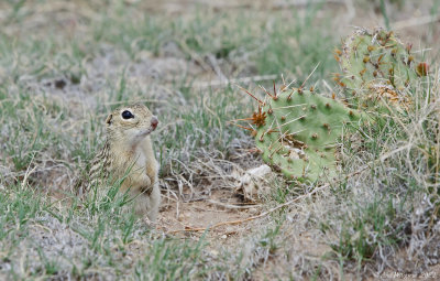 Thirteen-lined Ground Squirrel 