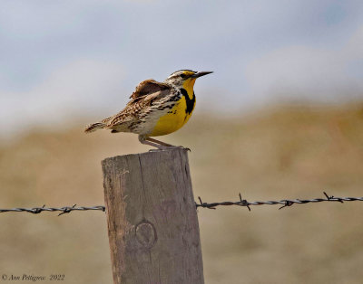 Western Meadowlark 