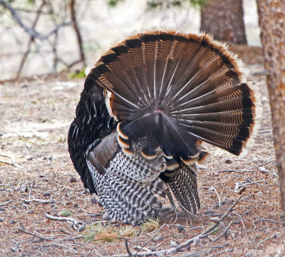 Wild Turkey