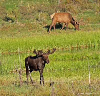 Bull Moose and Elk