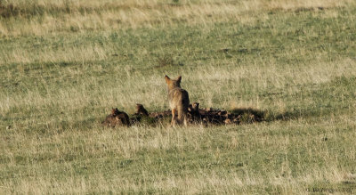 Coyote Den 