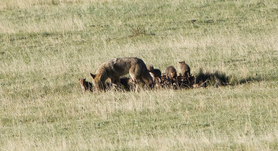 Coyote Den 