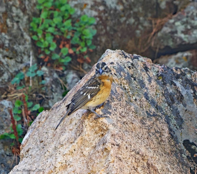 Black-headed Grosbeak -female