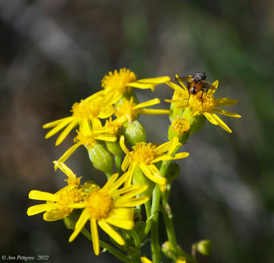 Tachnid Fly on Butterweed