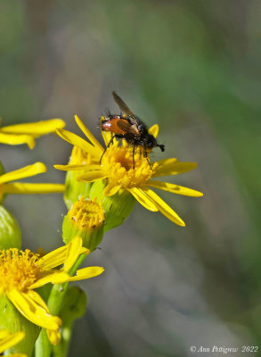 Tachnid Fly on Butterweed