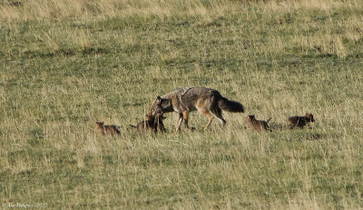 Coyote Den