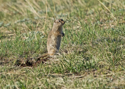 Wyoming Ground Squirrel