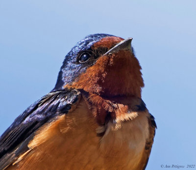 Barn Swallow