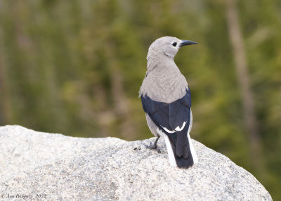 Clark's Nutcracker